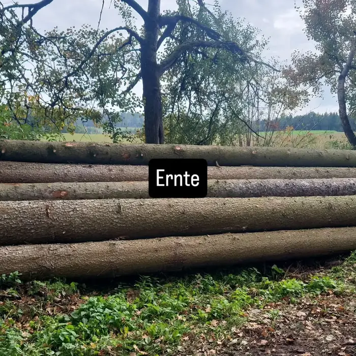 Aufgeschichtete Stämme am Feldrand nach der Ernte