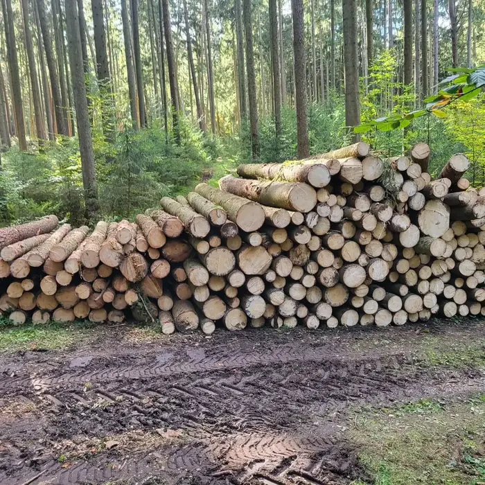 Großer Stapel frisch gerückter Stämme am Waldweg